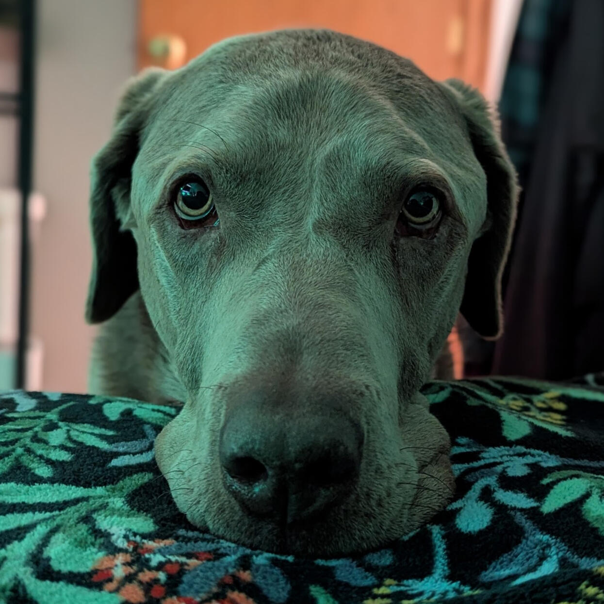 Huxley says hi Photo of Elliot's dog, a silver Labrador Retriever named Huxley.