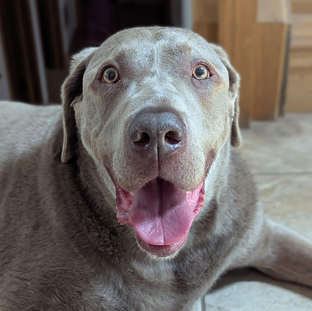 Photo of Elliot's dog, a silver Labrador Retriever named Huxley.